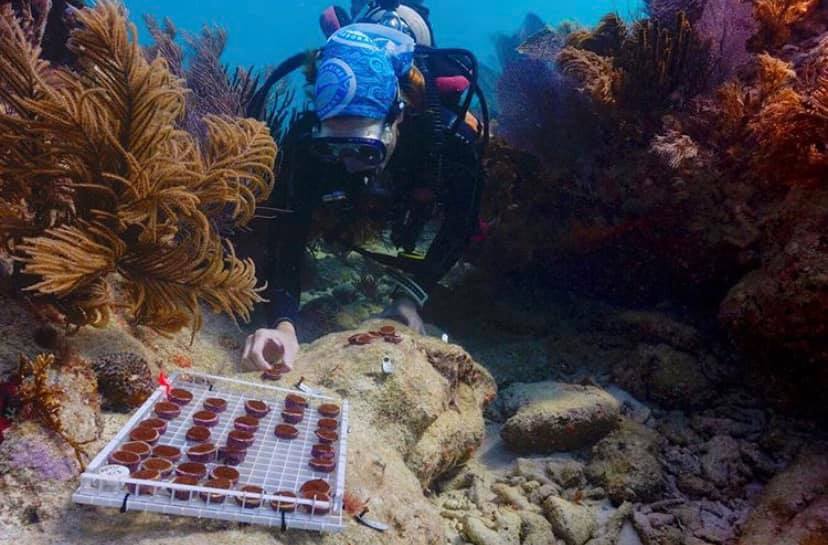 Dive Into Art: Coral Creations Featured Exhibit