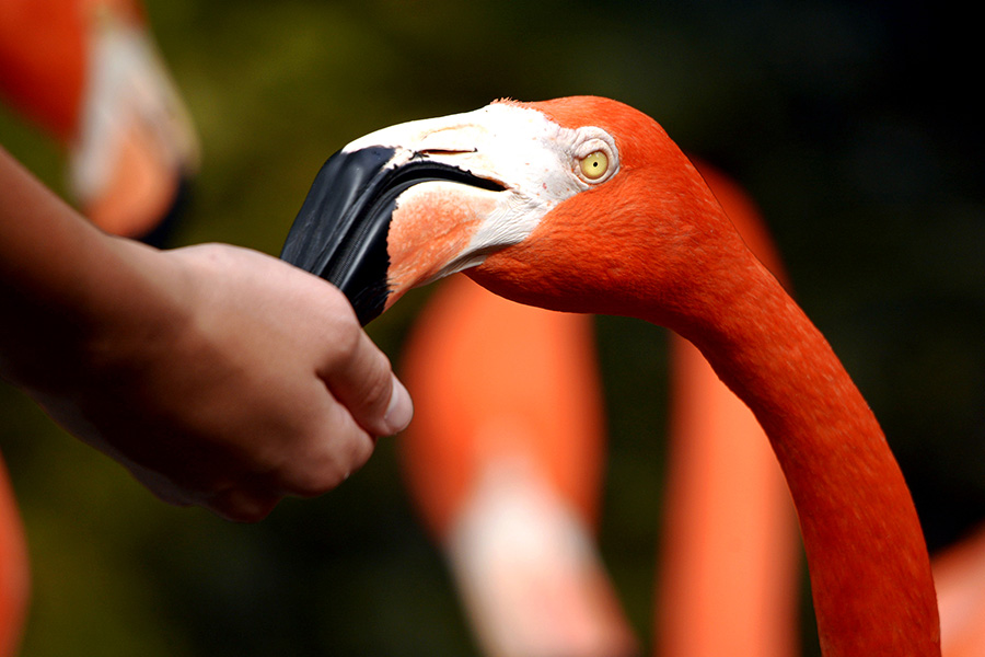 Flamingo Gardens presents Sean Kenney’s Nature POP®!