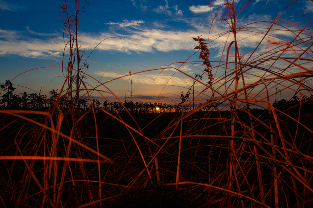 New installation brings the Everglades to Miami Art Week at AIRIE Art + Environment Summit